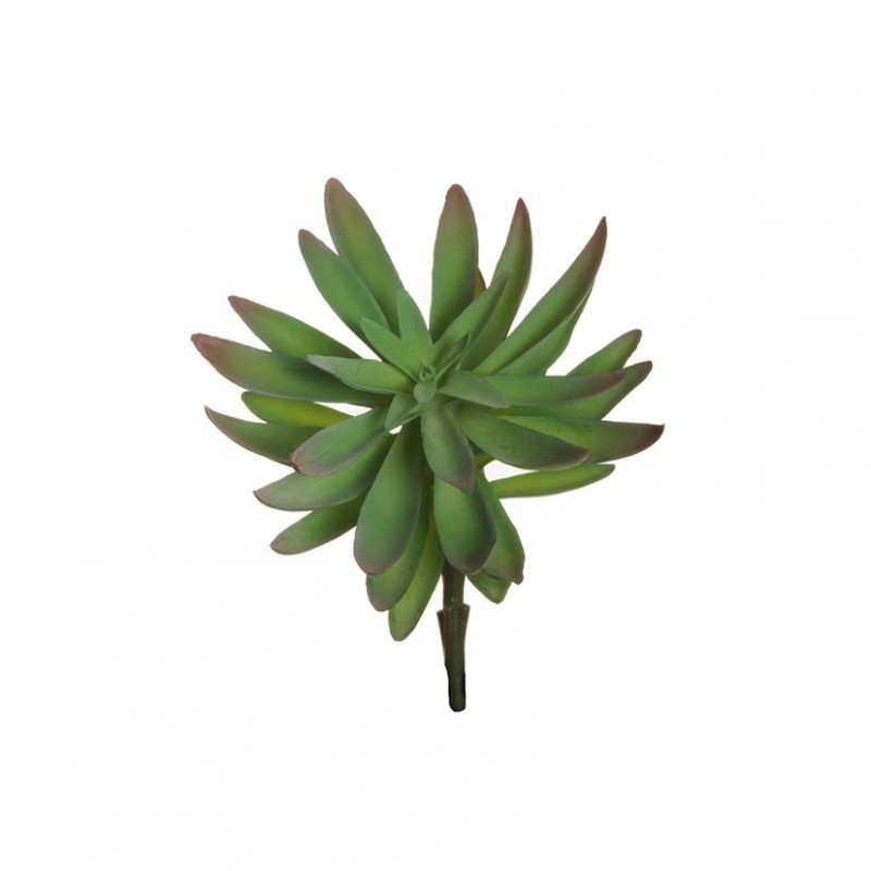 Crassula japonica d17 h18 pg-grey/green*
