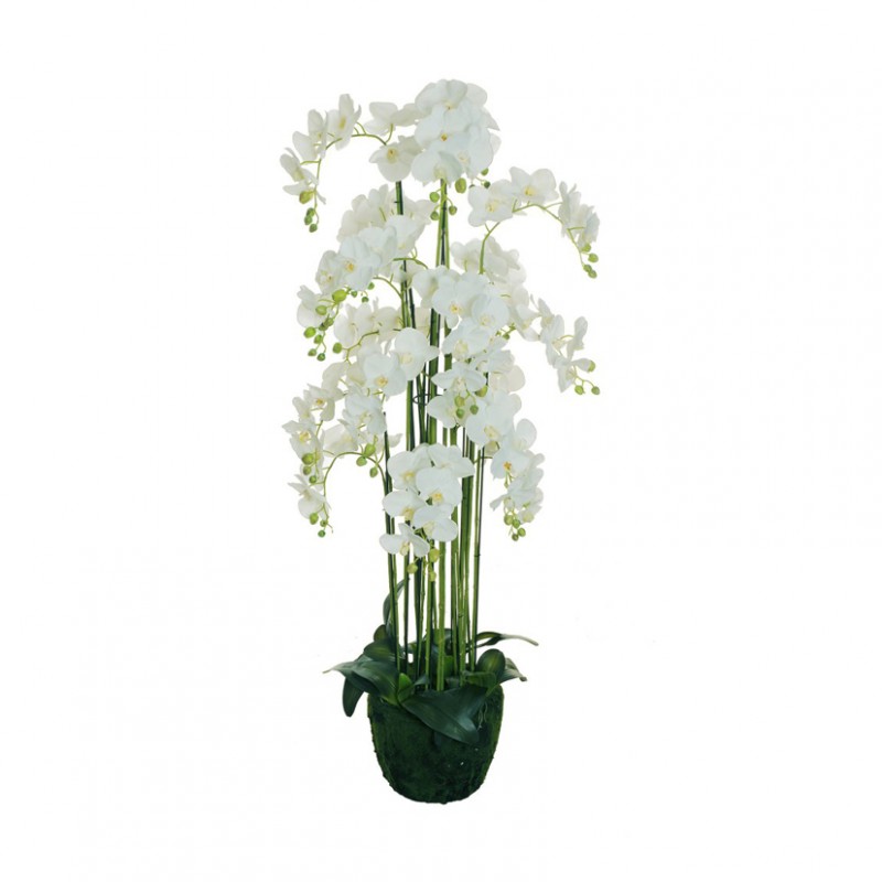 Pianta orchidea phalaen.h155 pn -white*