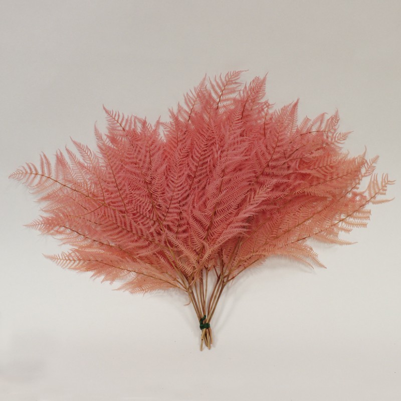 Felcione naturale h50/60cm pz10 - rosa