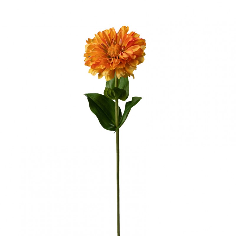 Zinnia giant h60 cm zi - orange yellow *