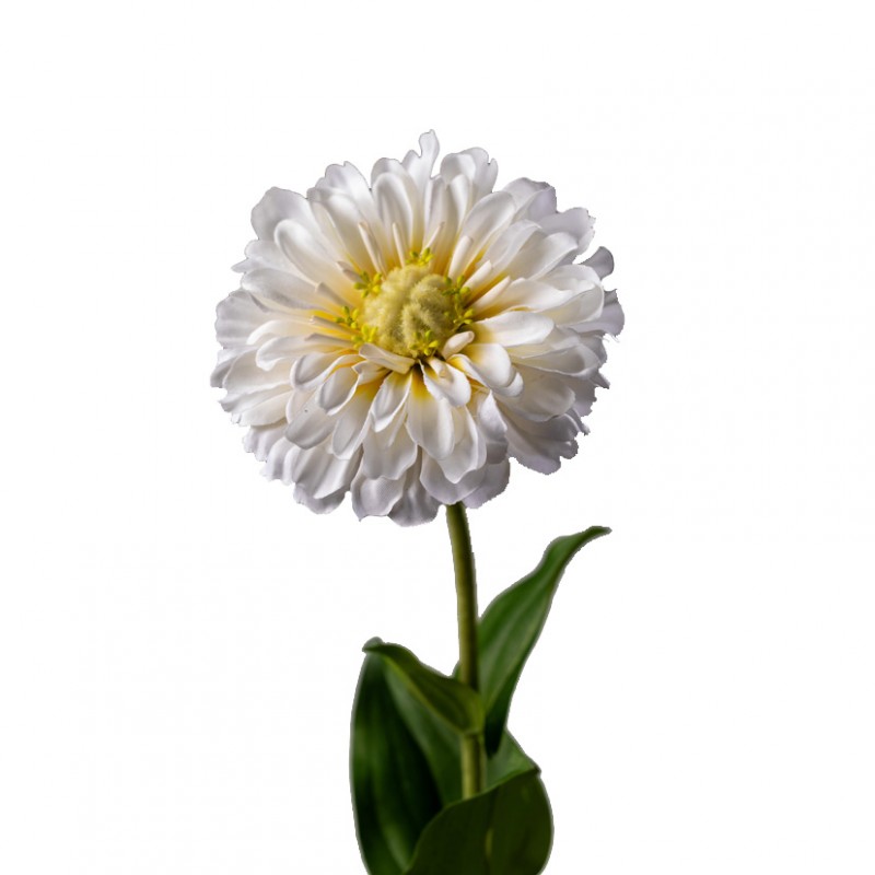 Zinnia giant h60 cm zi - white *