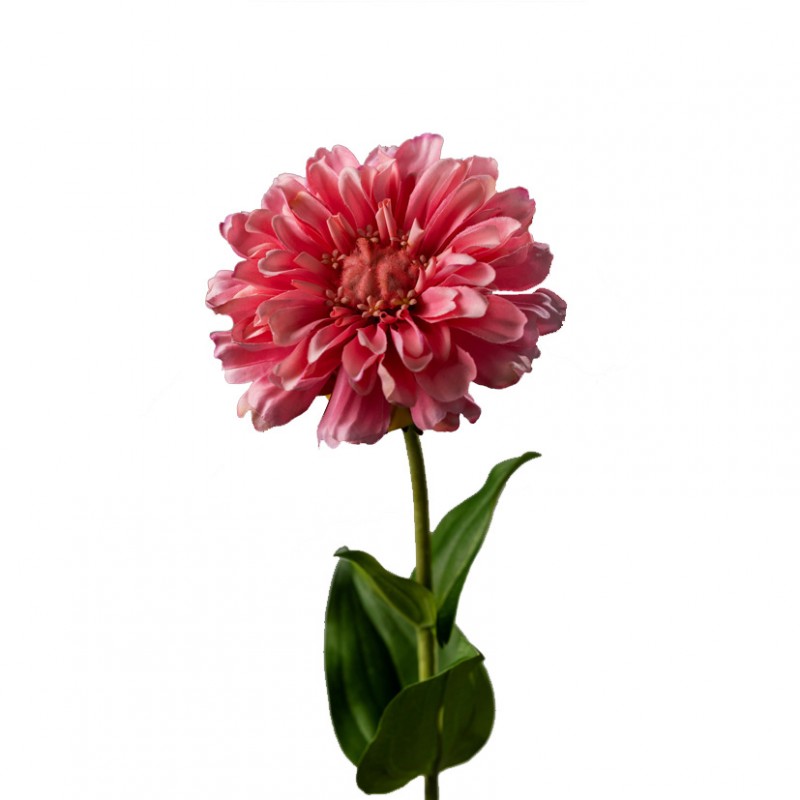 Zinnia giant h60 cm zi - pink *