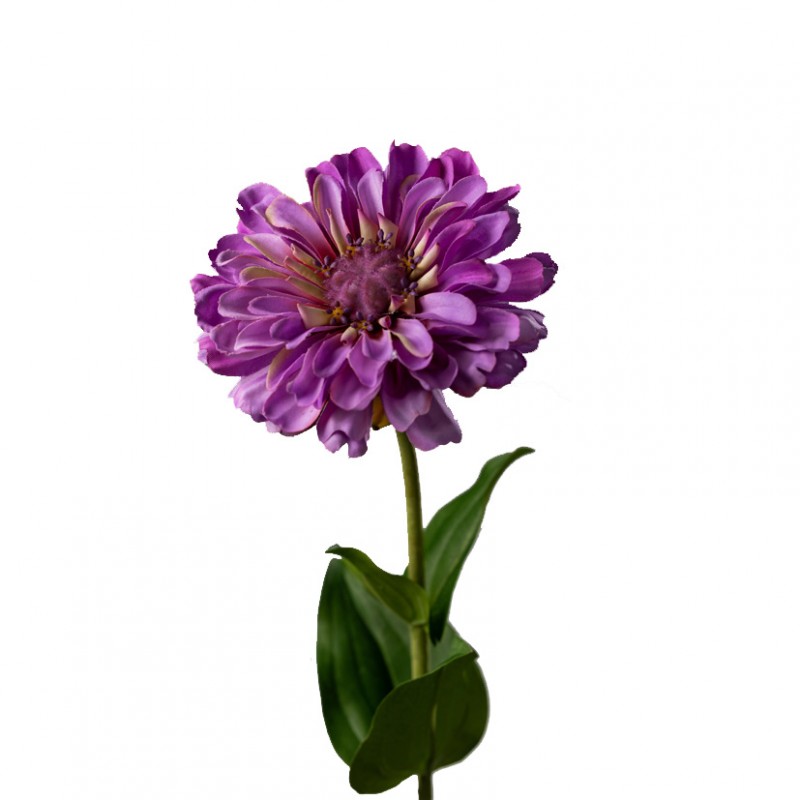 Zinnia giant h60 cm zi - lavender *