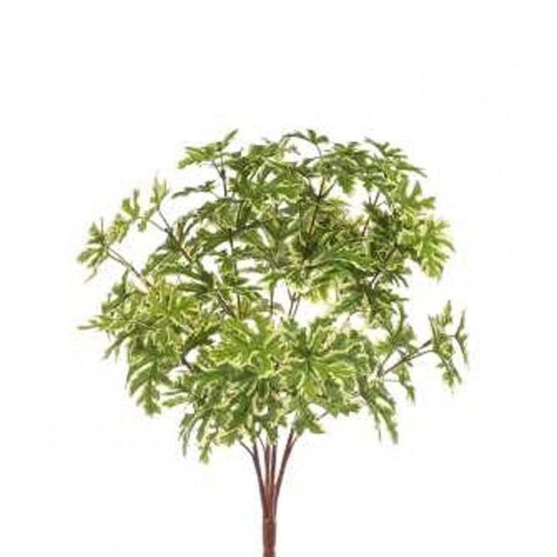 Pelargonium bush x56 h50 bu-variegato *