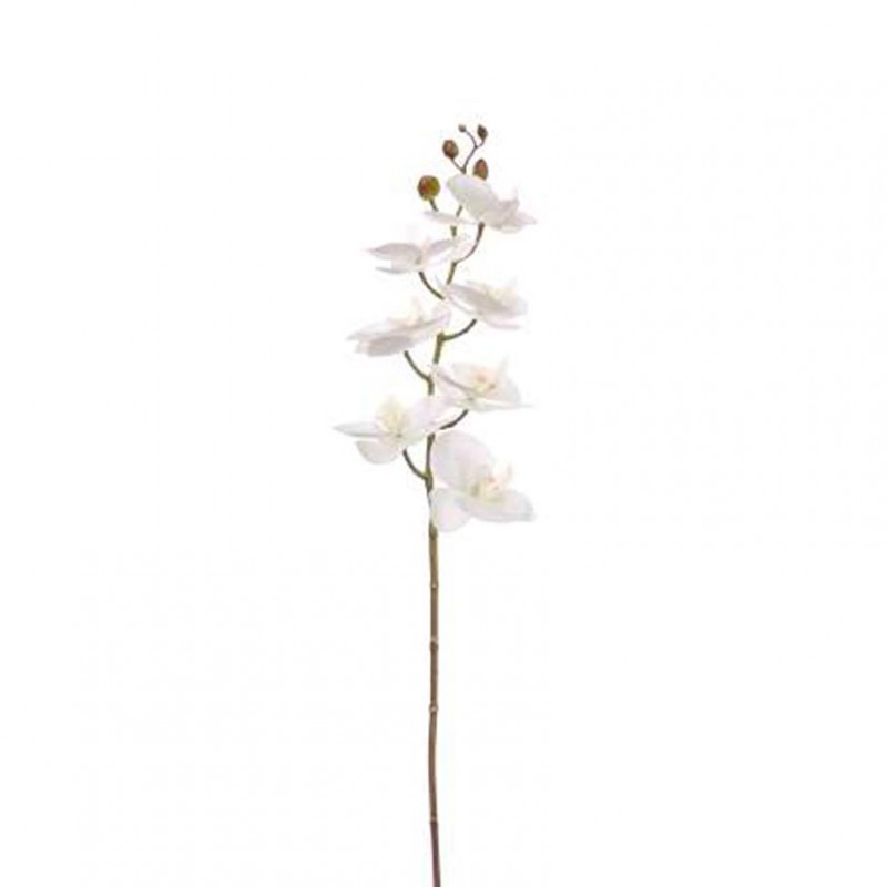 Orchidea phalaenopsis or - cream *