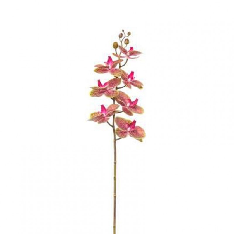 Orchidea phalaenopsis or - green *
