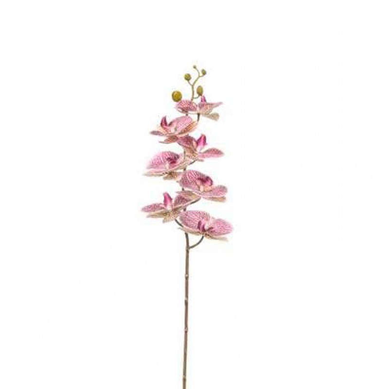 Orchidea phalaenopsis or - lavender *