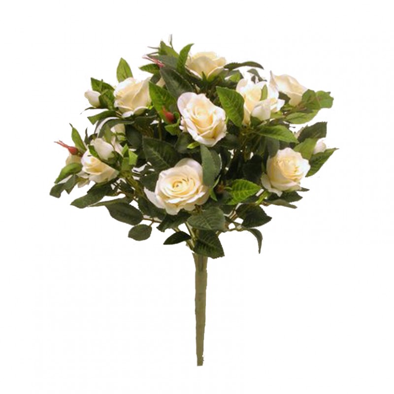Rosa bush x18 h49cm ro -crema *