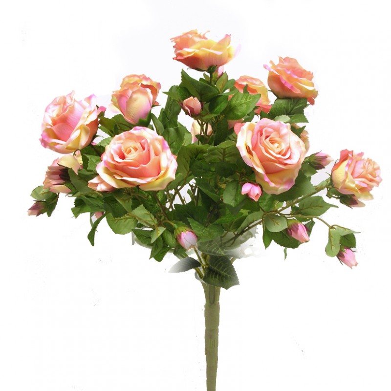 Rosa bush x15 h60cm ro -rosa *