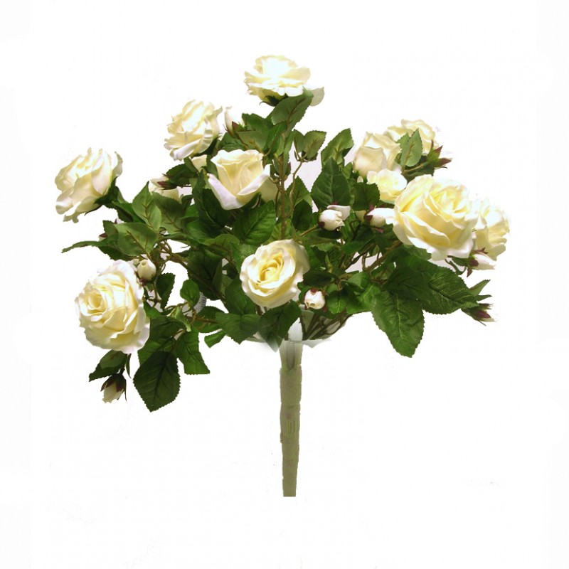 Rosa bush x15 h60cm ro -crema *