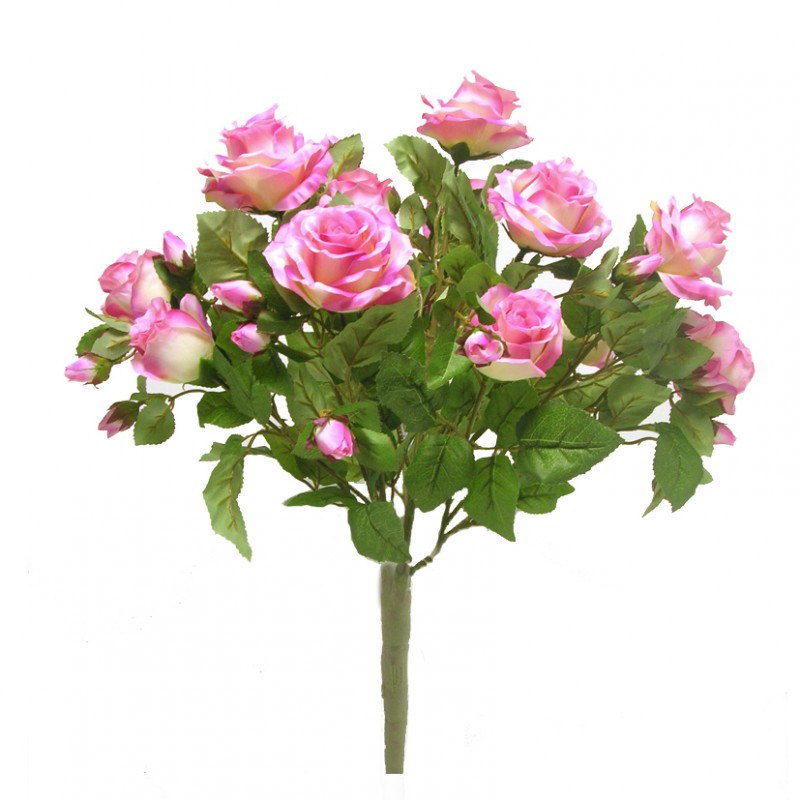 Rosa bush x15 h60cm ro -fucsia *