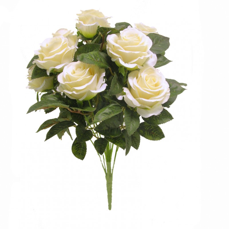 Rosa bush x12 h45cm ro -crema *