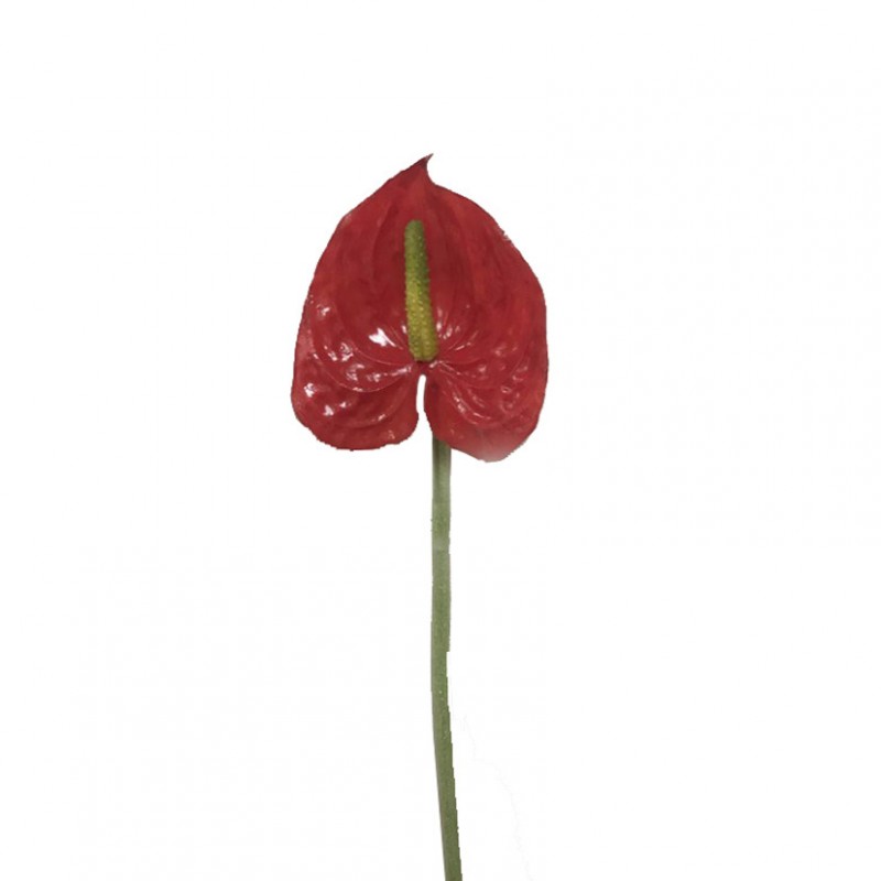Anthurium small h26 cm an -red *