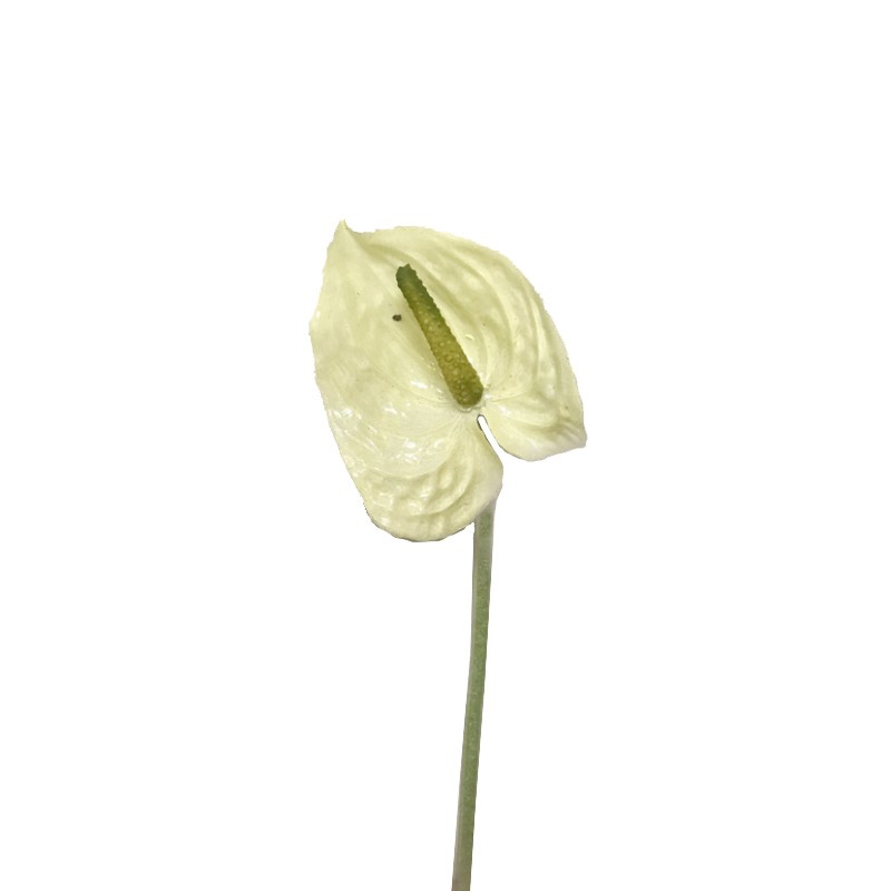 Anthurium small h26 cm an -white *