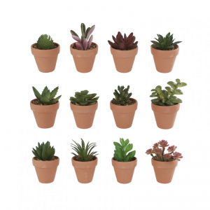 PIANTA GRASSA C/VASO terracotta H12