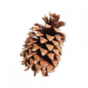 PIGNA CM 17-23 - natural
