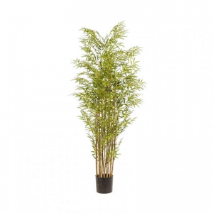 PIANTA BAMBOO CM 180 c/vaso PN *