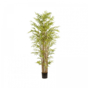 PIANTA BAMBOO CM 210 c/vaso PN *