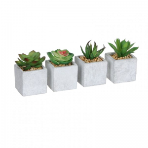 SUCCULENT c/vaso 4ass. D5 H8 PG *