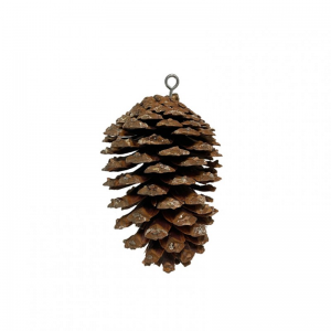 PIGNA MARITTIMA NATURALE C/GANCIO 18cm