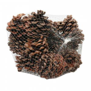 PIGNA PINEA 9/12cm PZ 10 - natural