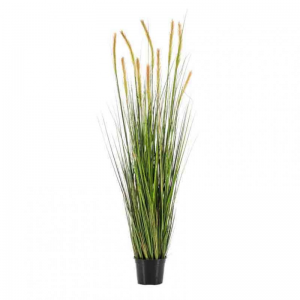 PIANTA ERBA FOXTAIL H150 cm PN *