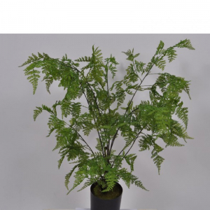 PIANTA FELCE H91 CM SI
