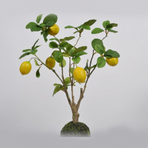 PIANTA LIMONI H60 CM SI