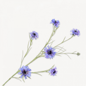 FIORDALISO H92cm SI - blue