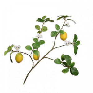 LIMONE H100 cm SI