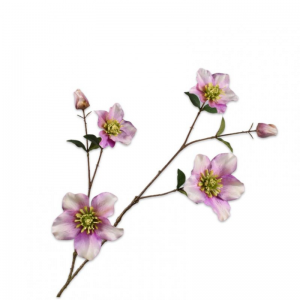 HELLEBORUS ramo H93 SI - lavender cream