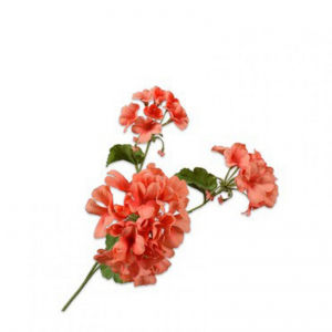 GERANIO ramo H58cm SI - orange