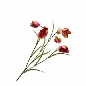 FRITILLARIA H64 cm SI - beauty/orange