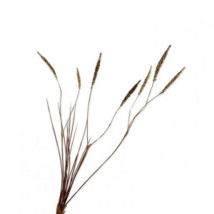 ERBA SPRAY H102 SI - gold