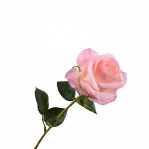 ROSA RAMO H57cm SI - pink