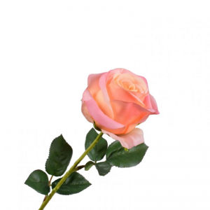 ROSA RAMO H57cm SI - peach