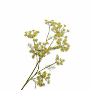 FIORE DI CAROTA ramo H105cm SI - yellow