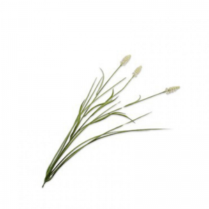 MUSCARI H73cm SI - cream/green