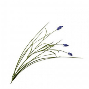 MUSCARI H73cm SI - dark blue