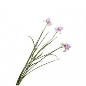 IRIS H71cm SI - lavender/cream
