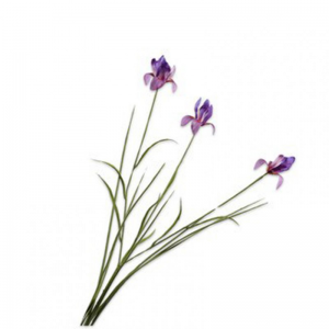 IRIS H71cm SI - purple