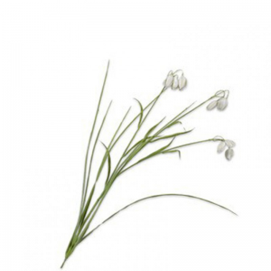 FRITILLARIA H71cm SI - cream/green