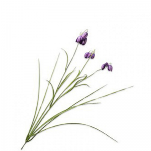 FRITILLARIA H71cm SI - purple