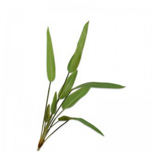 STERLIZIA BUSH H105cm SI - green