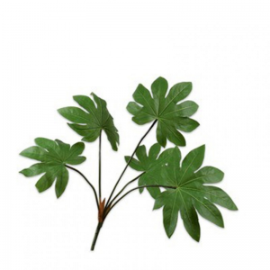 FATSIA H71cm SI - green