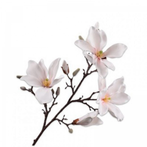 MAGNOLIA H101cm SI - cream/pink