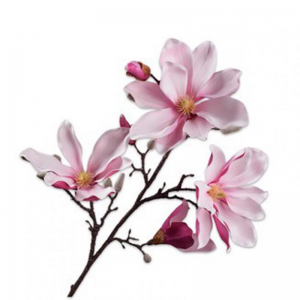 MAGNOLIA H101cm SI - pink