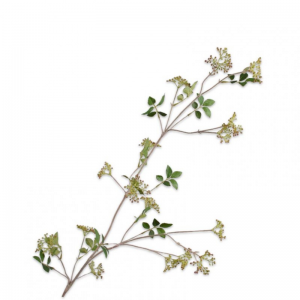 BACCA RAMO H112 cm SI - mauve green