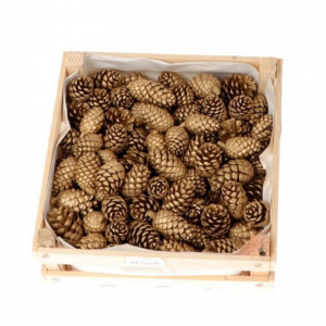 PIGNA PINEA DOUGLAS 2kg- gold