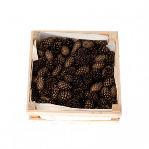 PIGNA PINEA DOUGLAS 2kg - old gold NETTO